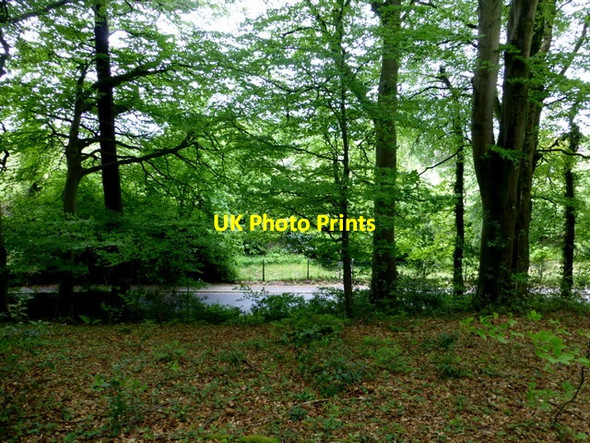 Photo 6"x4" Woodland, Creevenagh Omagh c2014