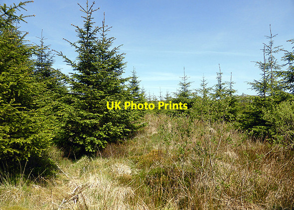 Photo 6"x4" Break in the forestry on Mynydd Bychan Mynydd Bychan\/SN7792 c2014