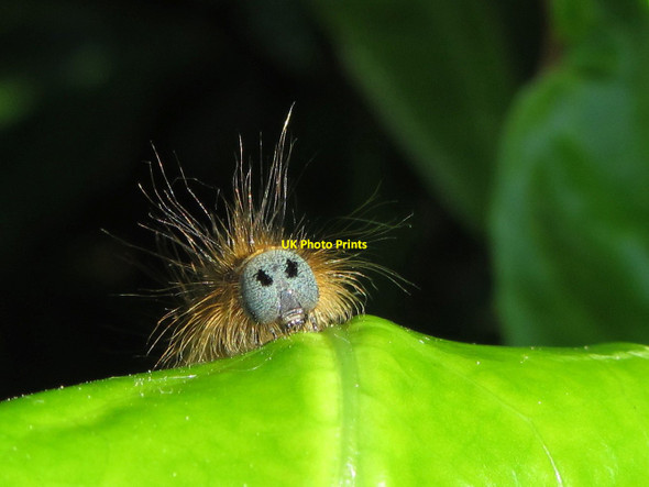Photo 6"x4" Hairy caterpillar Cardiff\/Caerdydd c2014
