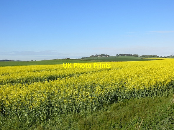 Photo 6"x4" Oilseed rape, Binny Ecclesmachan c2014