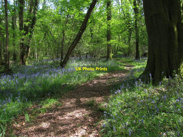 Photo 6"x4" Bluebells in Tregib Wood Ffairfach c2014