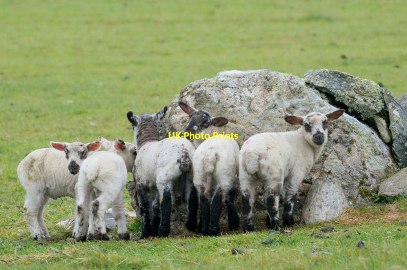 Photo 6"x4" Lambs sheltering from the rain behind a stone, Westing Westing\/HP5705 c2014