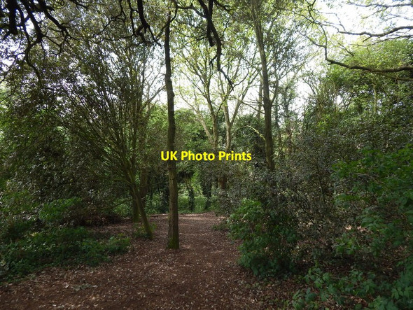 Photo 6"x4" Wivenhoe Wood Wivenhoe c2014