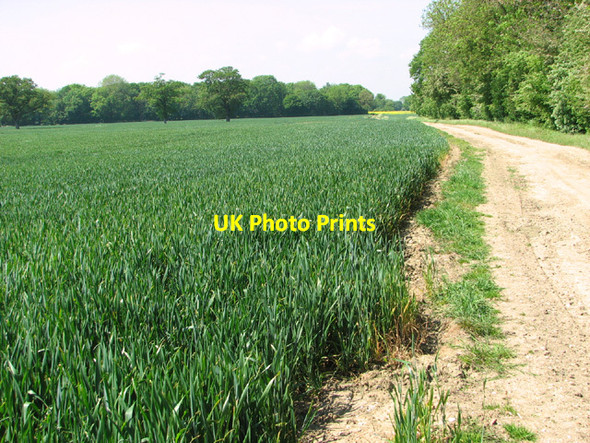 Photo 6"x4" The Angles Way past Packway Wood Flixton\/TM3186 c2014