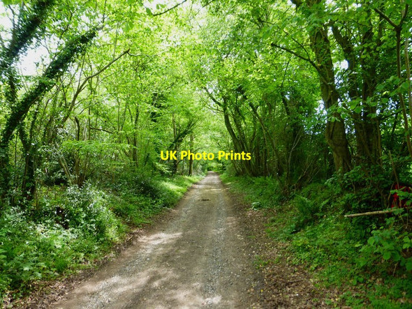Photo 6"x4" Track beside Shutt's Copse West Meon Woodlands c2014