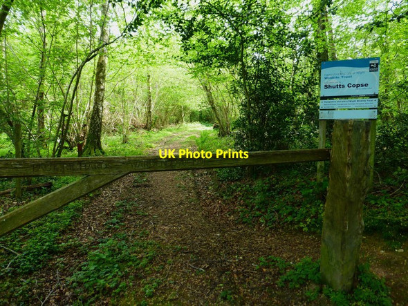 Photo 6"x4" Entrance to Shutt's Copse West Meon Woodlands c2014