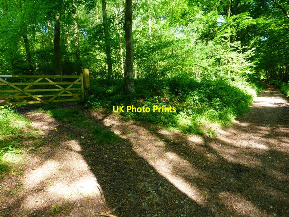 Photo 6"x4" Gateway into Joan's Acre Wood Kilmeston c2014