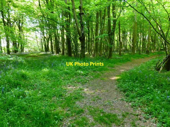 Photo 6"x4" Bend in track leaving Joan's Acre Wood Bramdean c2014