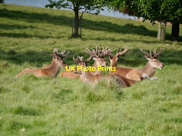 Photo 6"x4" Tatton Deer Park Knutsford c2014