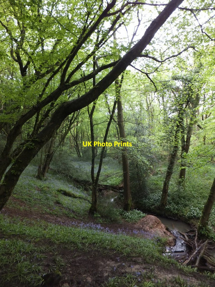 Photo 6"x4" Stream in Kiln Wood Burgess Hill c2014