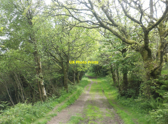 Photo 6"x4" Path through West Woodybay Wood Woody Bay\/SS6749 c2014