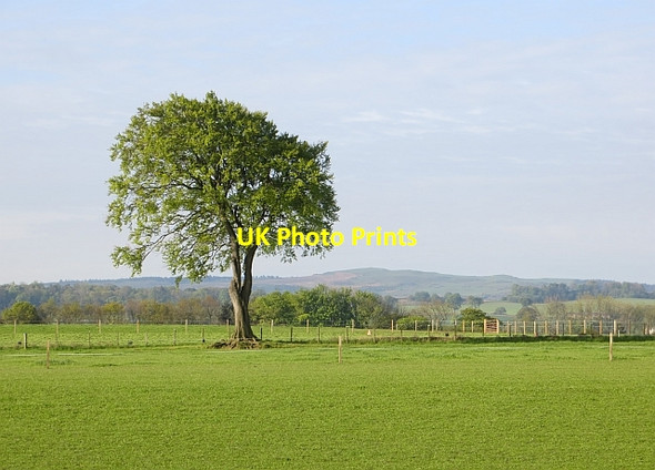 Photo 6"x4" Field, Paddockhall Cauldcoats Holdings c2014