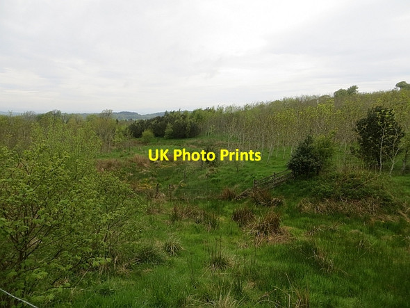 Photo 6"x4" Young woodland, Witch Craig Torphichen c2014