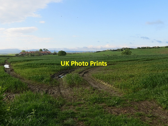 Photo 6"x4" Cereal crop, Hillend Ecclesmachan c2014