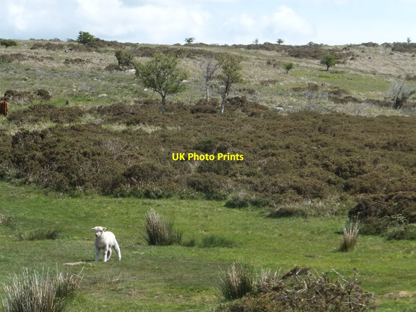 Photo 6"x4" Lamb at the foot of Hayne Down Water\/SX7580 c2014