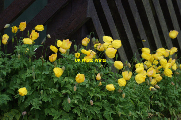 Photo 6"x4" Welsh Poppies, Baltasound Baltasound c2014