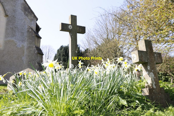 Photo 6"x4" Daffodils on the Grave Chilton\/SU4885 c2014
