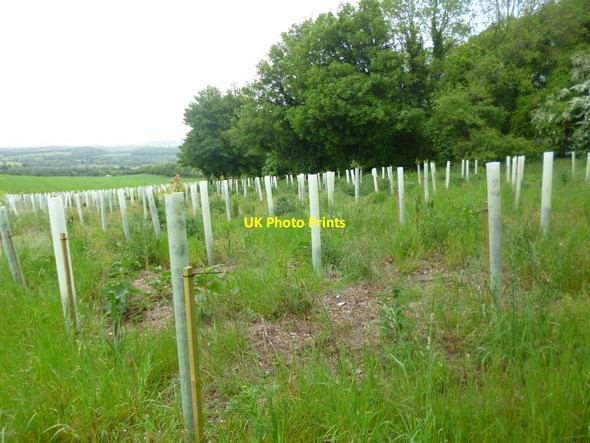 Photo 6"x4" Clearbury Down, newly planted trees Nunton c2014