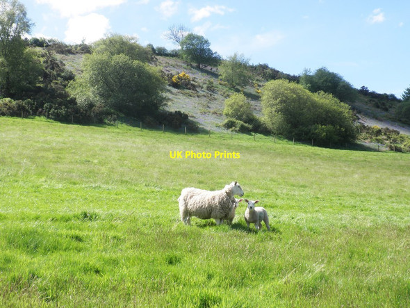 Photo 6"x4" Sheep pasture, Westcott Farm Churchtown\/SS9738 c2014