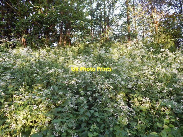 Photo 6"x4" Cow Parsley on Park Road Great Chesterford c2014