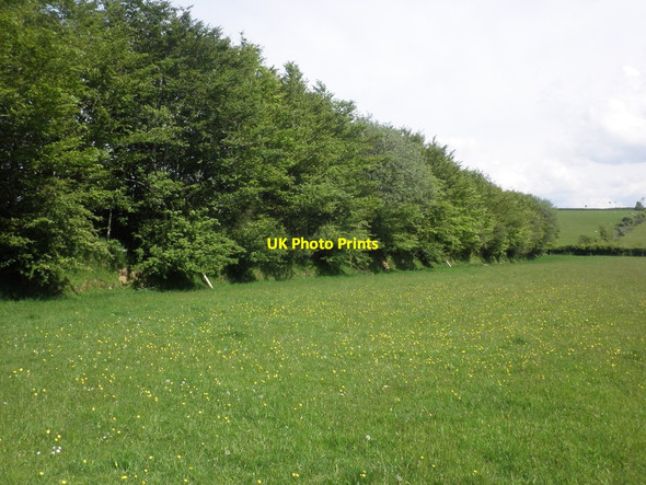Photo 6"x4" Wind-break, Higher Thorn Close Gupworthy c2014