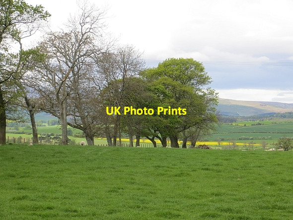 Photo 6"x4" Field, Chillingham Newtown\/NU0425 c2014