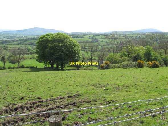 Photo 6"x4" Trees near derelict cottage Belleek\/H9827 c2014