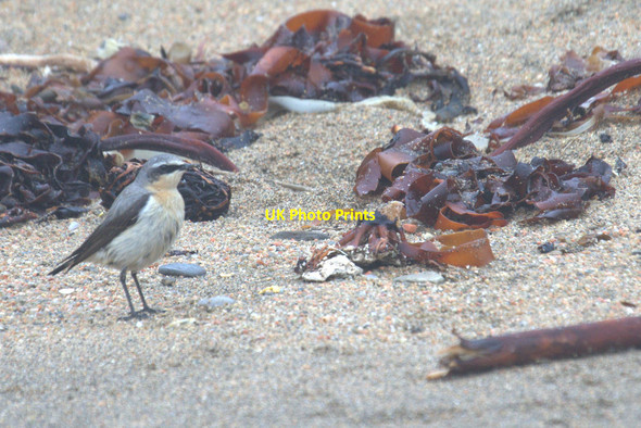 Photo 6"x4" Northern Wheatear (Oenanthe oenanthe), Skaw Kirkaton c2014