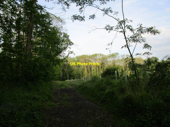 Photo 6"x4" New planting at Low Wood Tibthorpe c2014