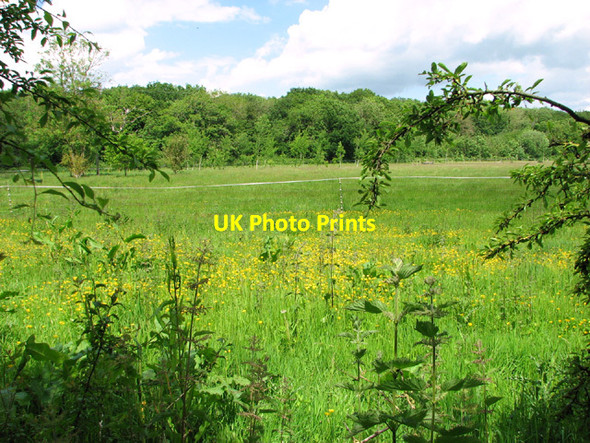 Photo 6"x4" View towards Hethel Wood Hethel c2014