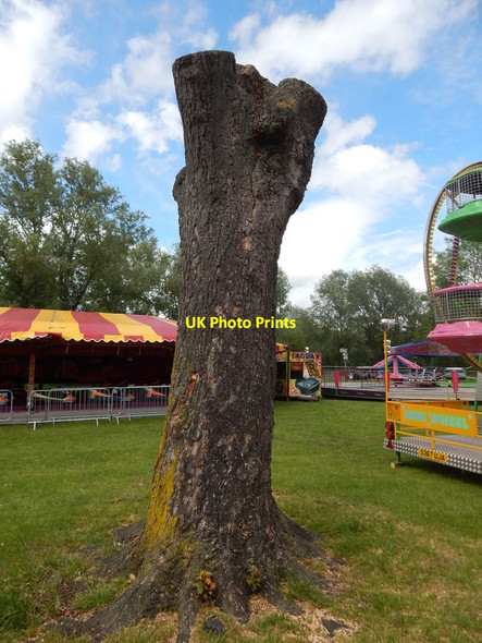 Photo 6"x4" Tree stump on Alderman Road recreation ground Ipswich c2014