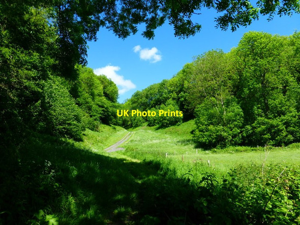 Photo 6"x4" Cellar Lane goes north through break in woodland Langrish c2014