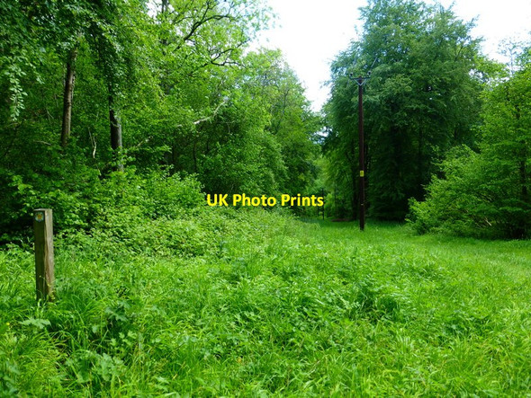 Photo 6"x4" Path descends with poles through woodland Langrish c2014