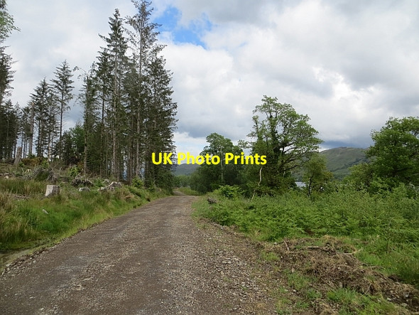 Photo 6"x4" Logging road beside Loch Awe Inverinan c2014