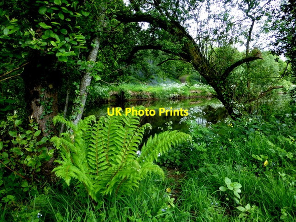 Photo 6"x4" Fern, Mullaghmore Omagh c2014