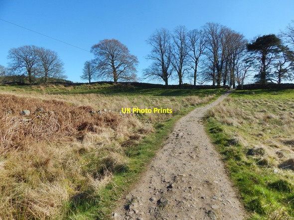 Photo 6"x4" West Highland Way near Easter Carbeth Blanefield\/NS5579 c2014