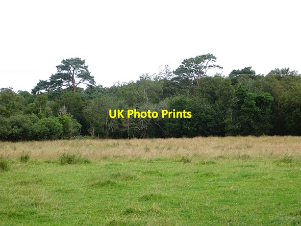 Photo 6"x4" Ballyare Wood Coolboy c2013