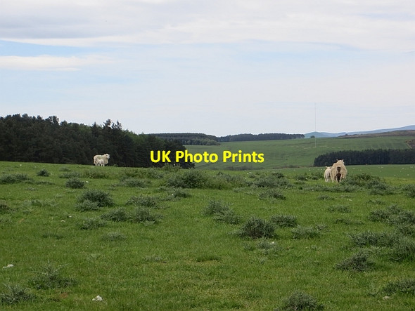 Photo 6"x4" Sheep, Camp Hill North Charlton c2014