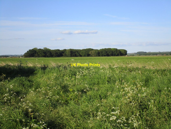 Photo 6"x4" View towards Platt's Plantation Hougham c2014
