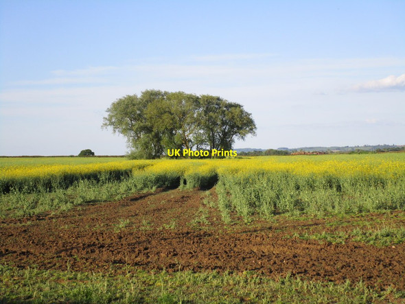 Photo 6"x4" Willow trees around a pit Dry Doddington c2014