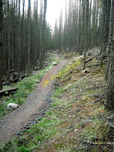 Photo 6"x4" Cycle Trail in Glentrool Forest Glentrool Village c2009