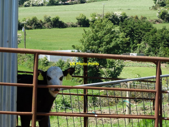 Photo 6"x4" A calf, peers tentatively Ballygarvan c2014