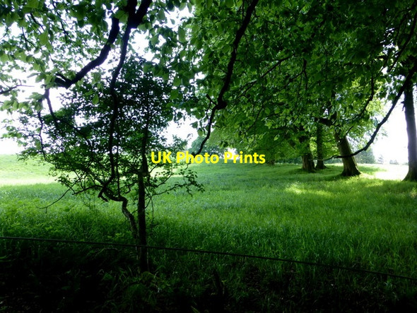 Photo 6"x4" Trees and grass, Loughmacrory Milltown\/H5775 c2014