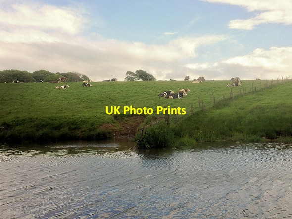 Photo 6"x4" Cows at the side of The Glasson Branch Conder Green c2014