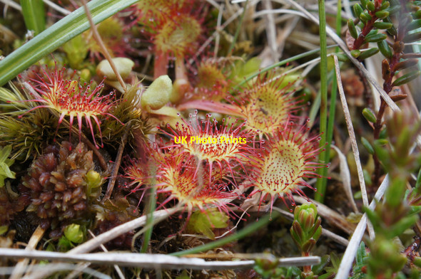 Photo 6"x4" Round-leaved Sundew (Drosera rotundifolia), Winnaswarta Dale, Hermaness Burrafirth c2014