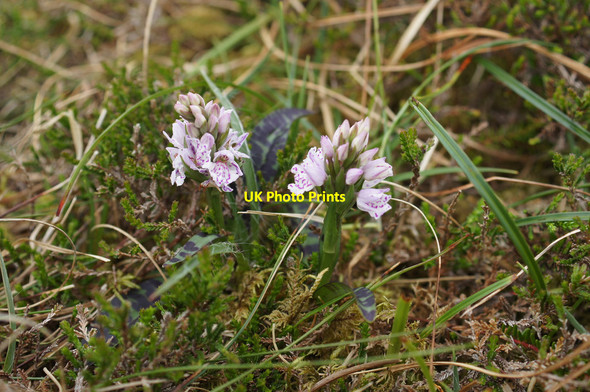 Photo 6"x4" Heath Spotted Orchid (Dactylorhiza maculata), Winnaswarta Dale, Hermaness Burrafirth c2014