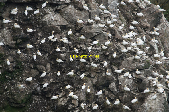 Photo 6"x4" Gannets (Morus bassana) on the Neap, Hermaness Burrafirth c2014