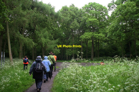Photo 6"x4" Lincolnshire Wolds Walking Festival: a wet walk through Bradley Wood Bradley\/TA2406 c2014