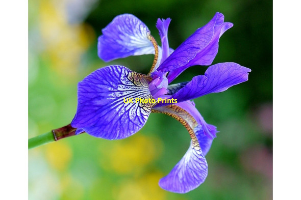 Photo 6"x4" Blue Iris Bromsash c2014