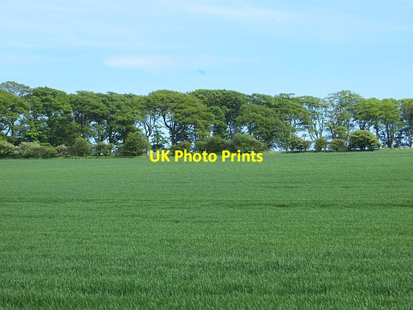 Photo 6"x4" Cereal crop, Harlaw Hill Peppermoor c2014